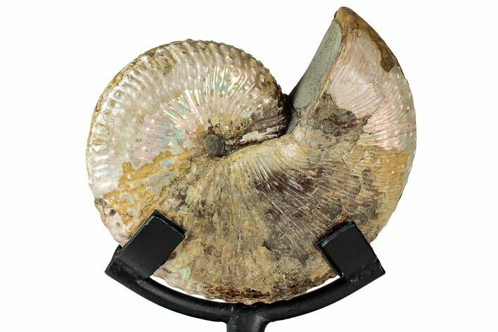 Iridescent Ammonite (Hoploscaphites) Fossil w/ Stand - Montana #354628